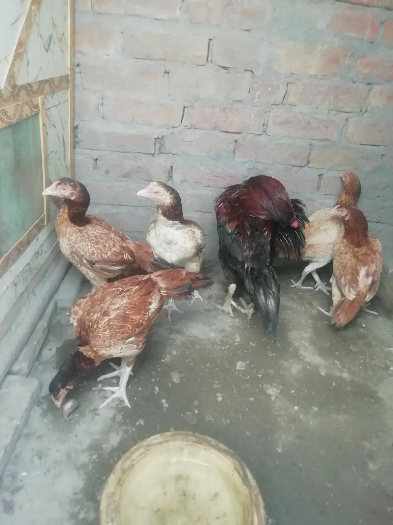 hens for a sale cheap price — photo 3