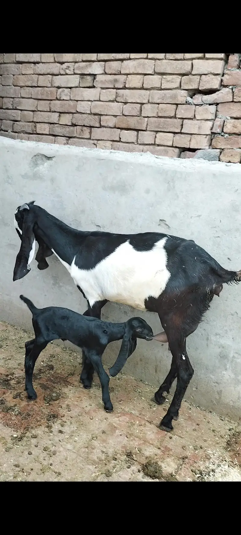 Amber Siri bital Desi — photo 5