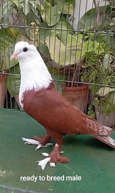 karbalai