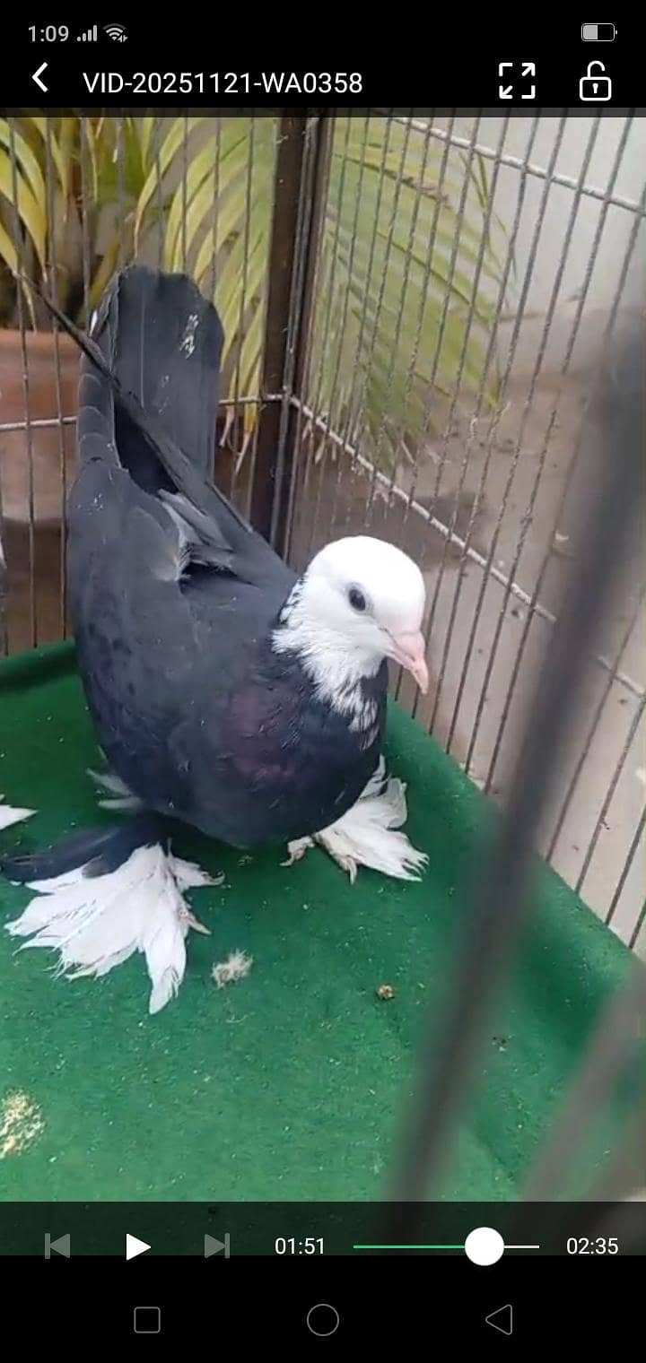 karbalai 6