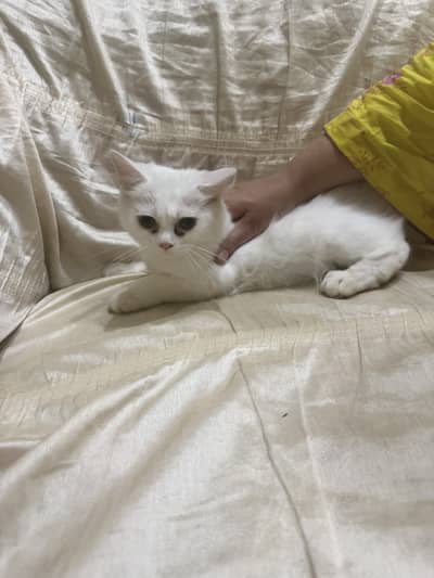 Persian Cat sale