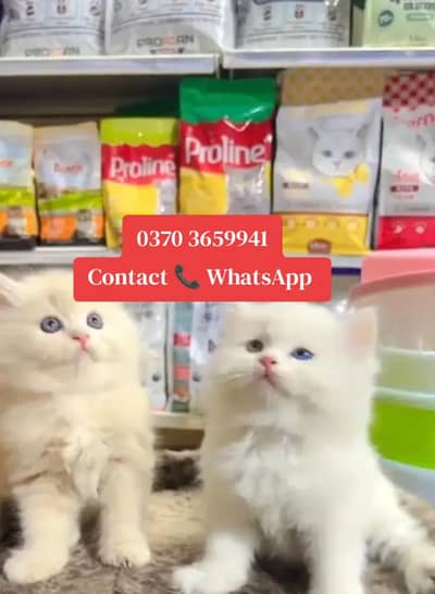 Persian cat for sale