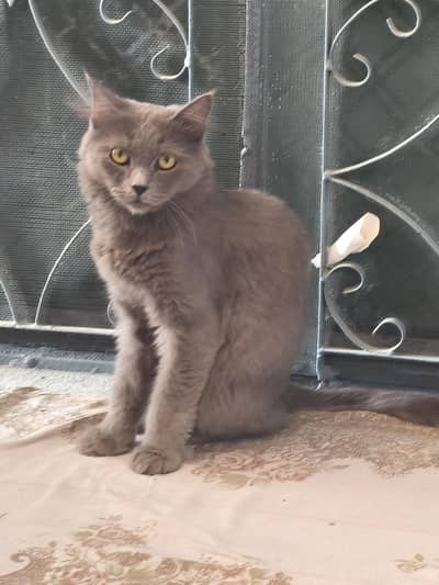 Persian Male Cat