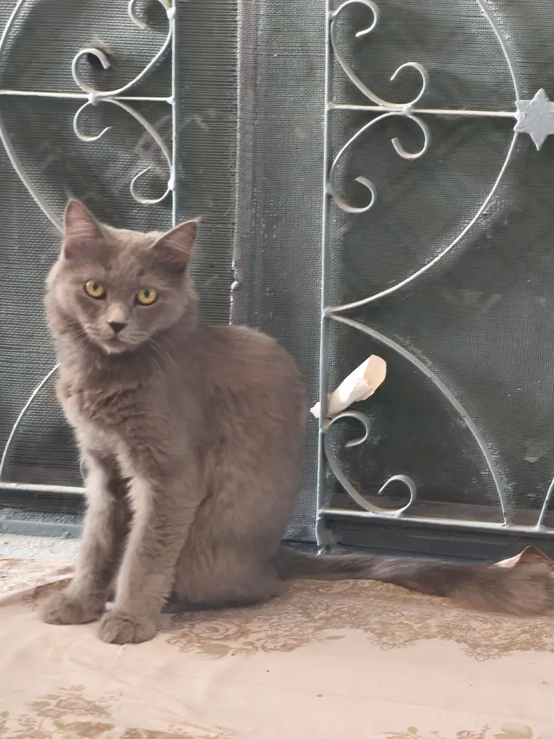Persian Male Cat — photo 2