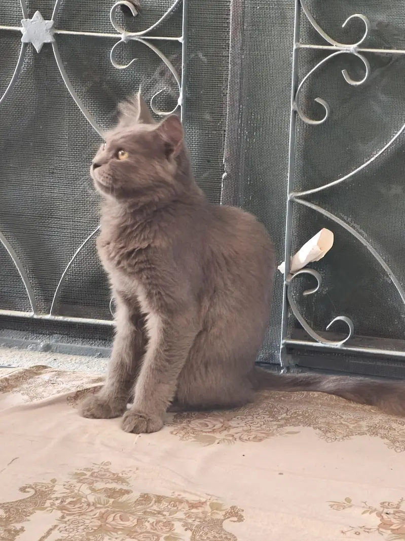 Persian Male Cat — photo 3