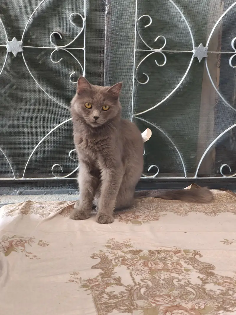 Persian Male Cat — photo 4