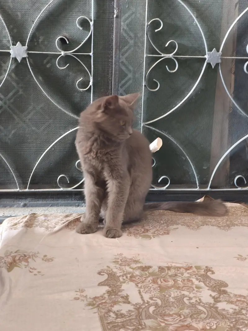 Persian Male Cat — photo 6