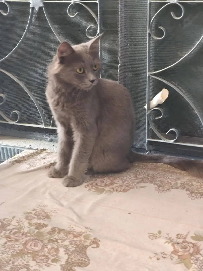 Persian Male Cat — photo 7