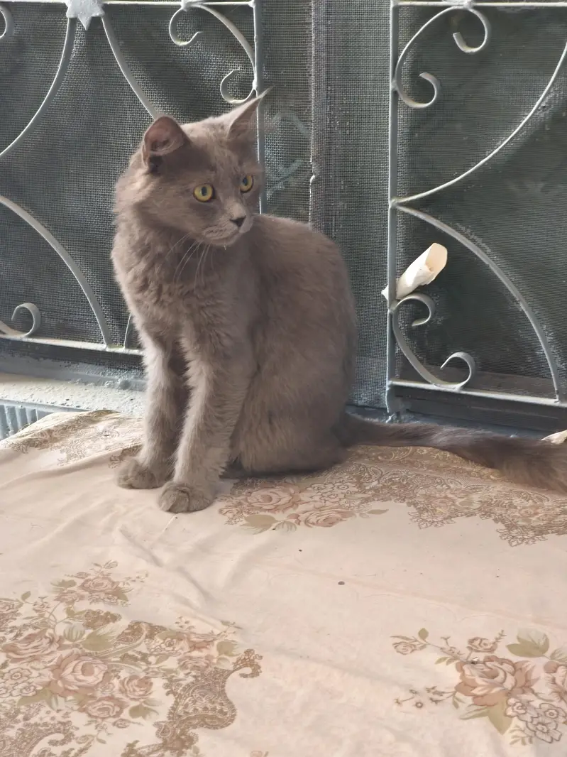 Persian Male Cat — photo 8