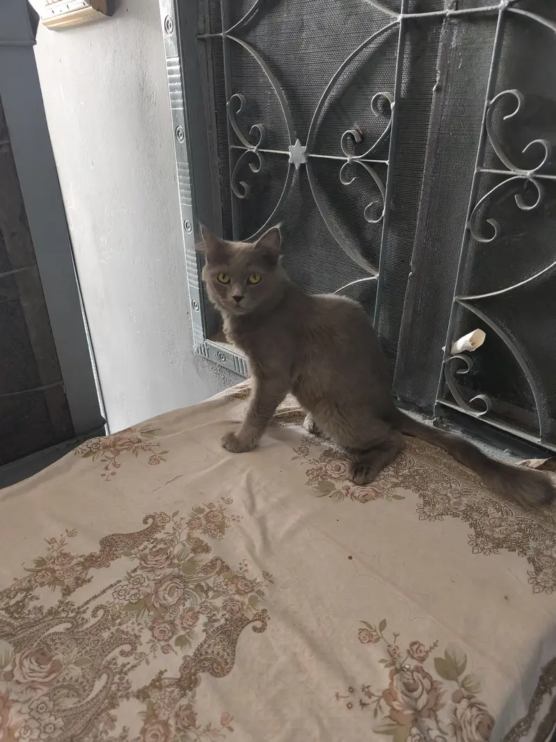 Persian Male Cat — photo 9