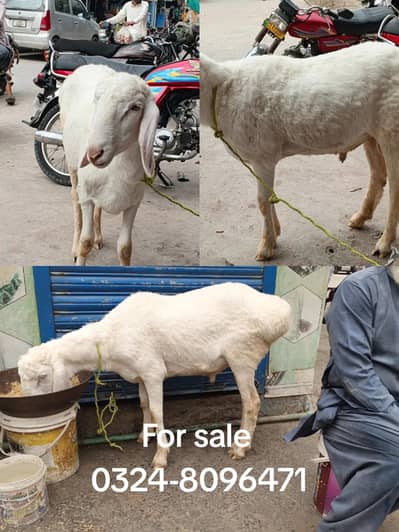 Dumba For sell
