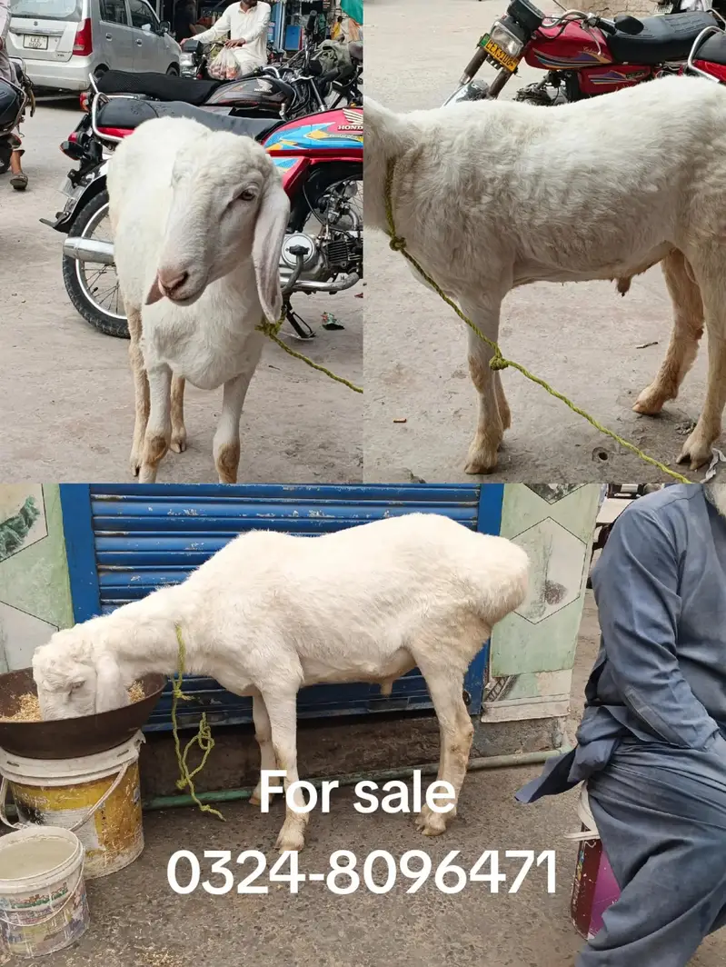 Dumba For sell