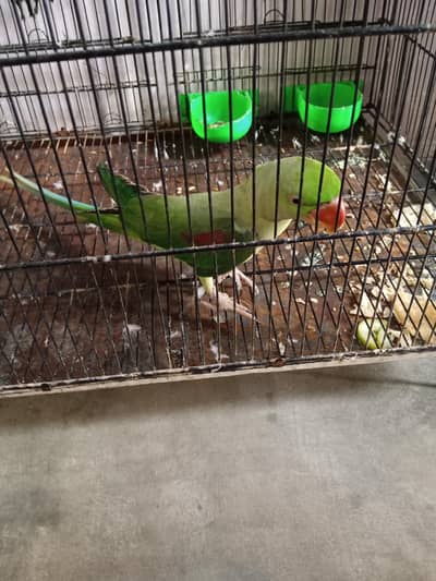 parot