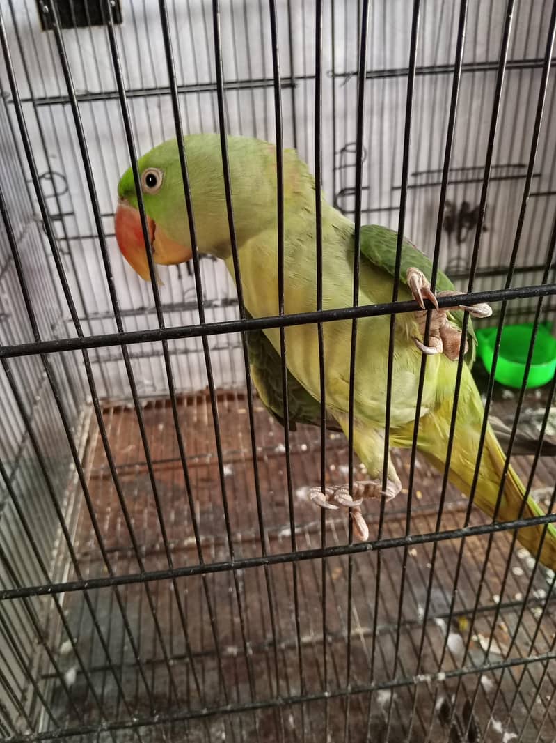 parot 1