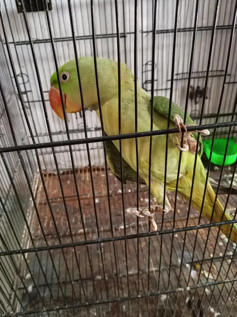 parot — photo 2
