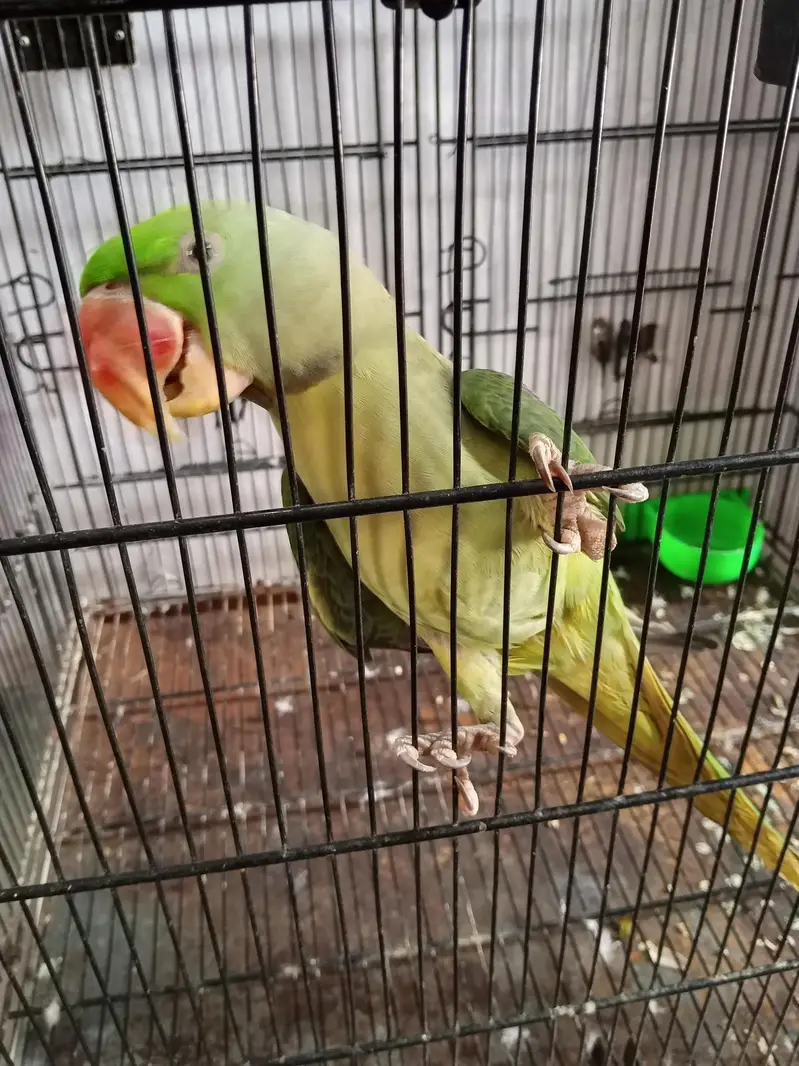 parot — photo 3