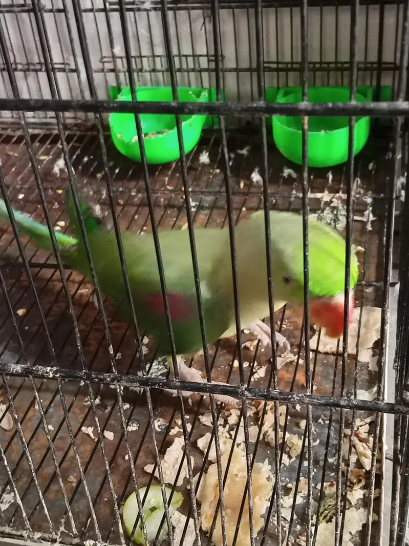 parot — photo 4