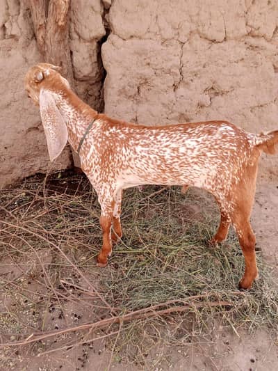 Makkah chini Bakra Urgent For Sale