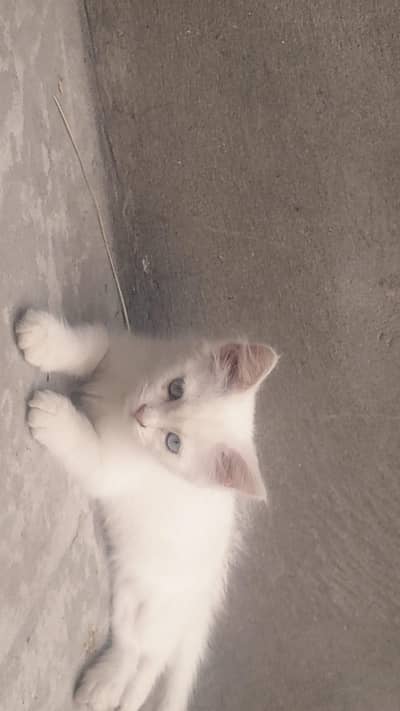 Cut cat of ichara