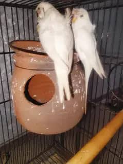 beautiful Albino hogoromo pair for sale