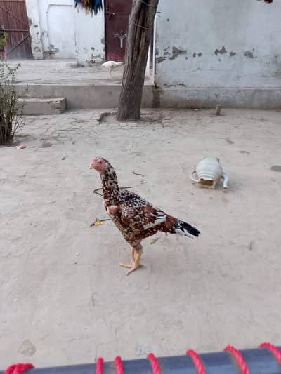 pure a sale Sindhi nasl hai