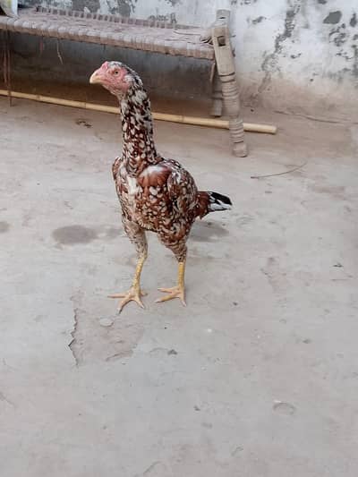 pure a sale Sindhi nasl hai