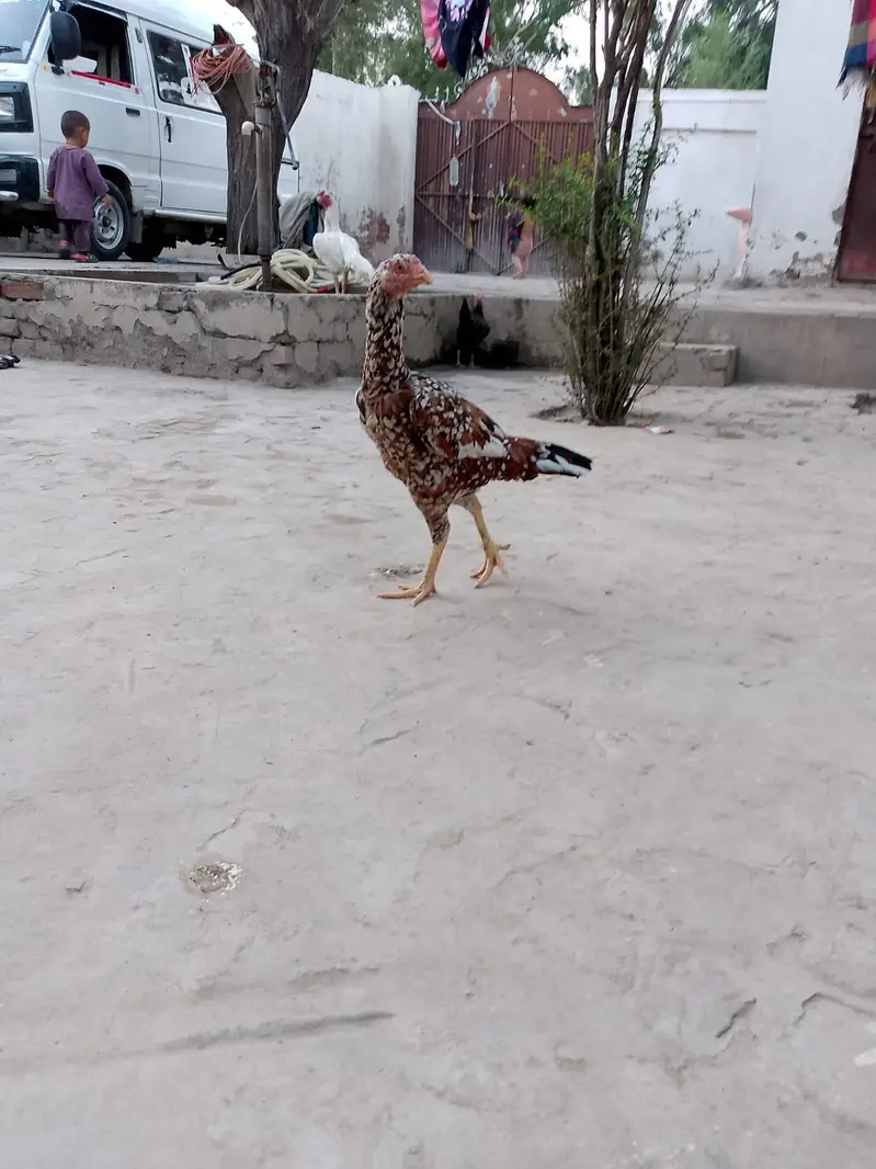 pure a sale Sindhi nasl hai — photo 2