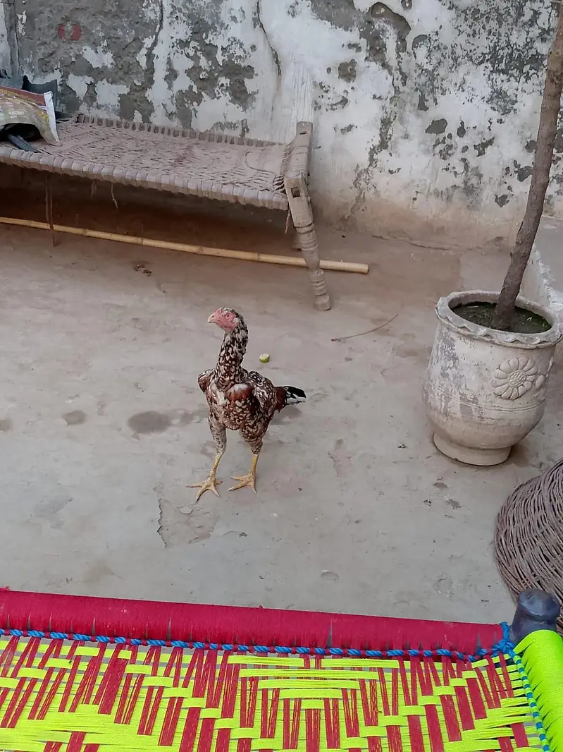 pure a sale Sindhi nasl hai — photo 3