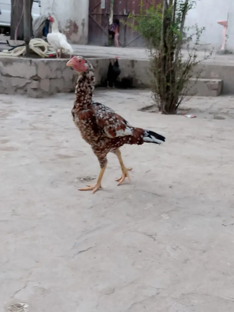 pure a sale Sindhi nasl hai — photo 4