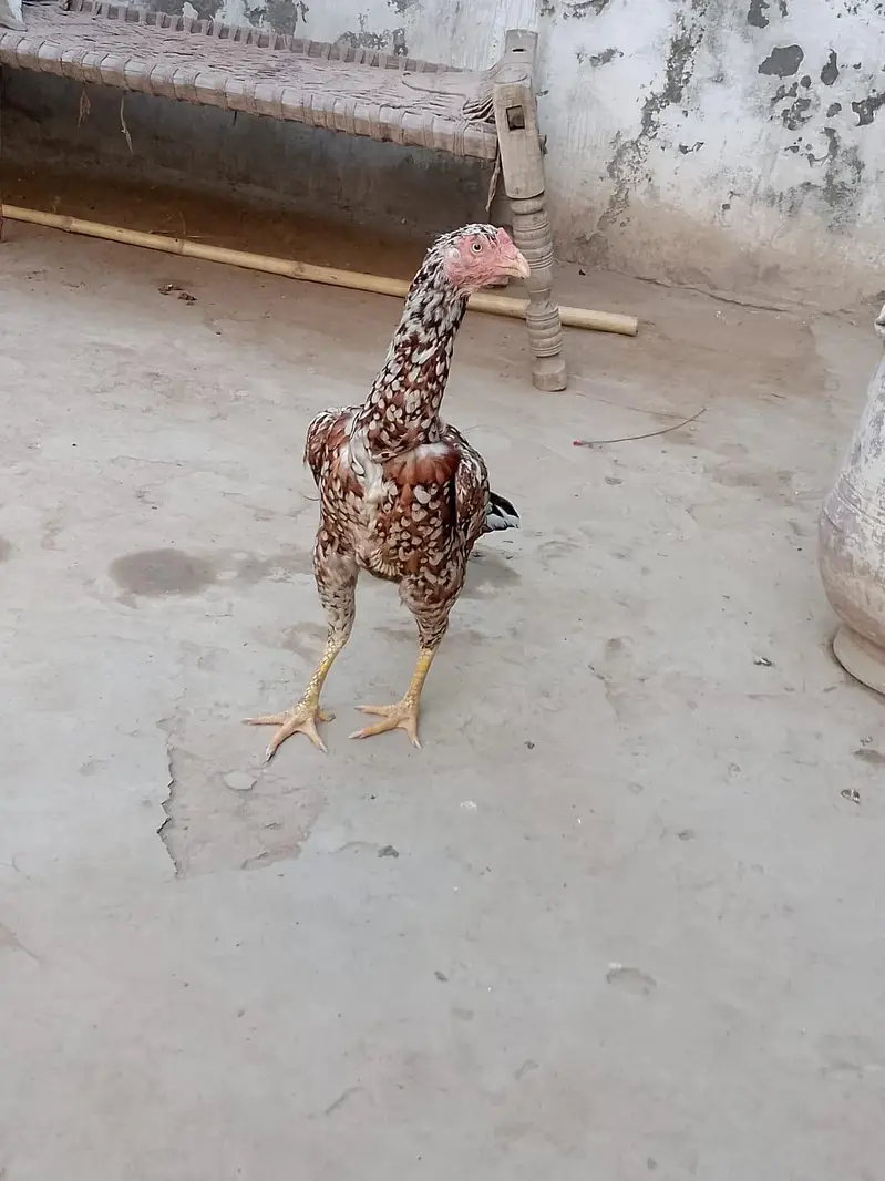pure a sale Sindhi nasl hai — photo 5