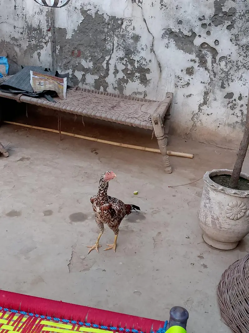 pure a sale Sindhi nasl hai — photo 8