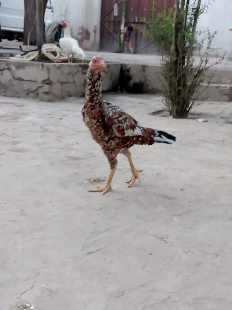 pure a sale Sindhi nasl hai — photo 11