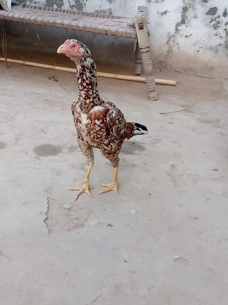 pure a sale Sindhi nasl hai — photo 12