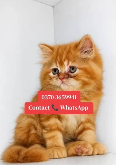 Persian female kitten for sale