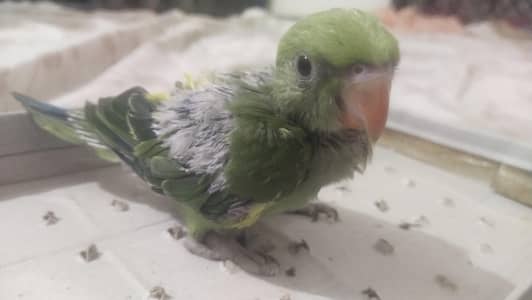 Parrot chick for sale