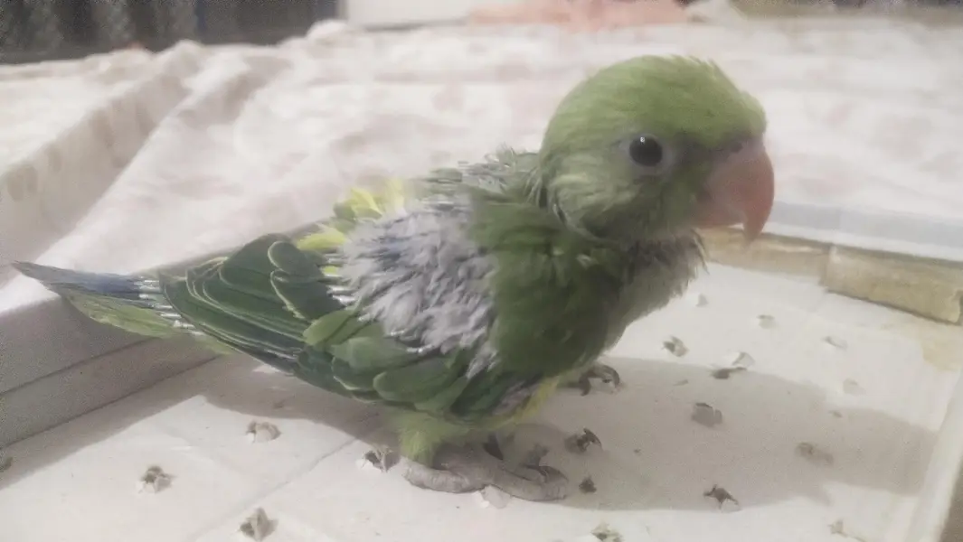 Parrot chick for sale — photo 2