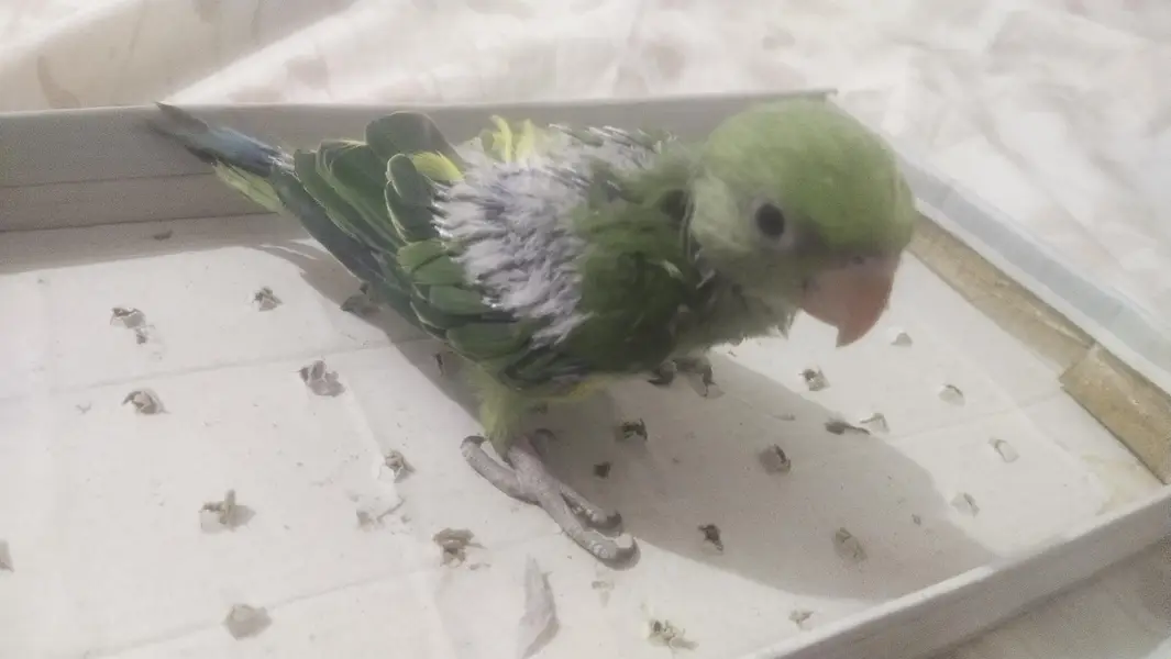 Parrot chick for sale — photo 3