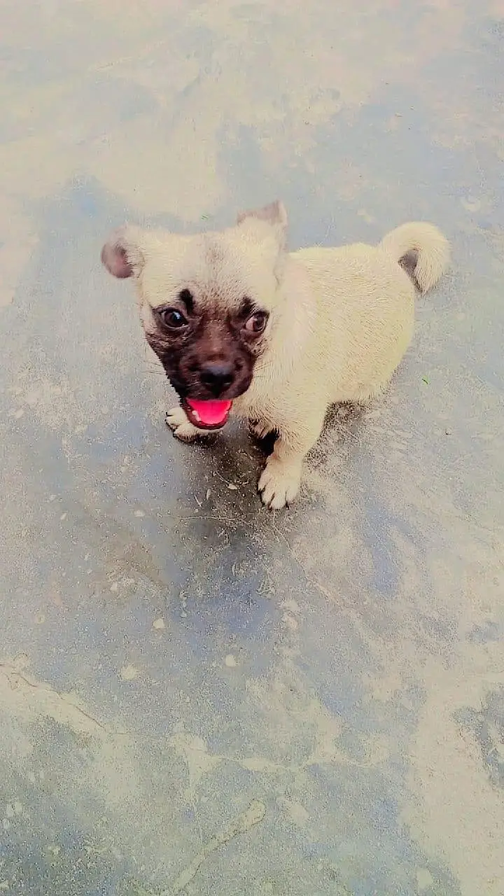 pug puppy — photo 2