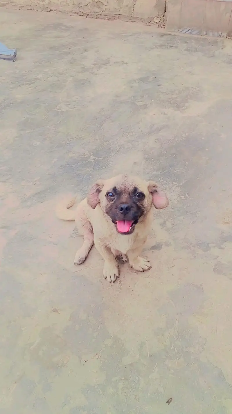 pug puppy — photo 3