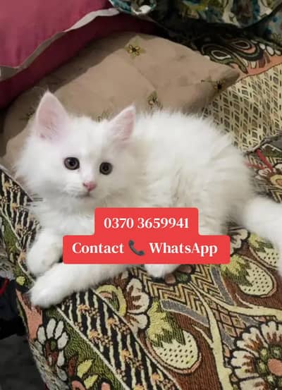 Persian cat for sale
