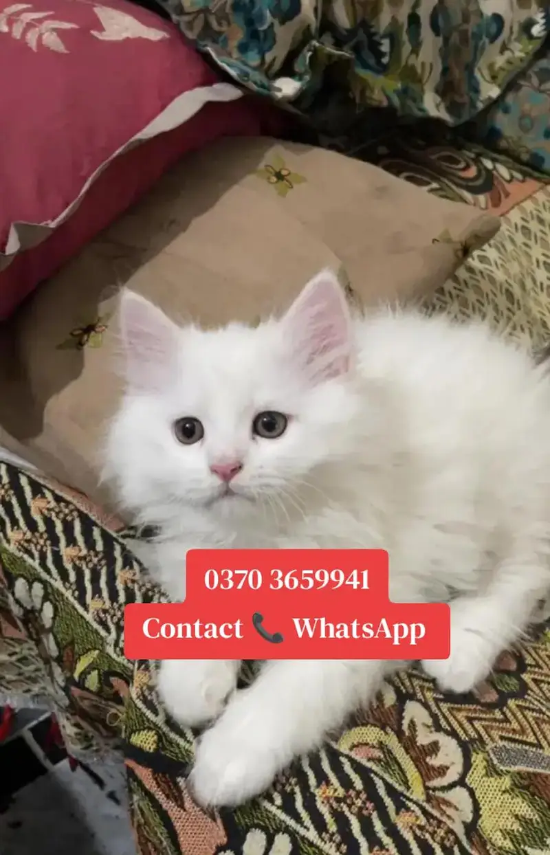 Persian cat for sale — photo 2