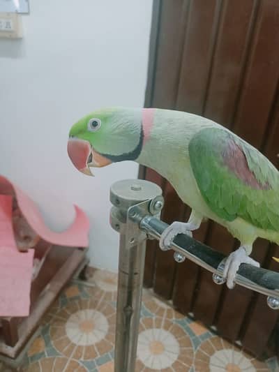Raw Parrot Hand Tamed Male Alexandrine parrot