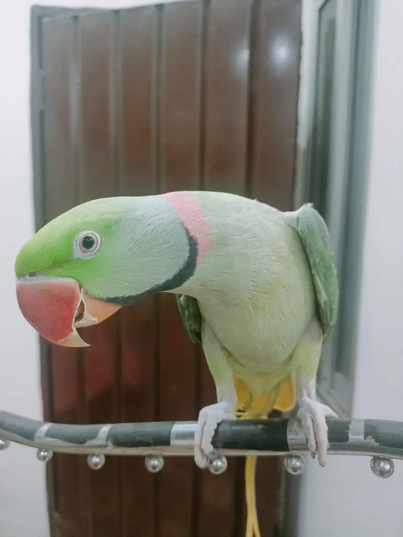 Raw Parrot Hand Tamed Male Alexandrine parrot — photo 2