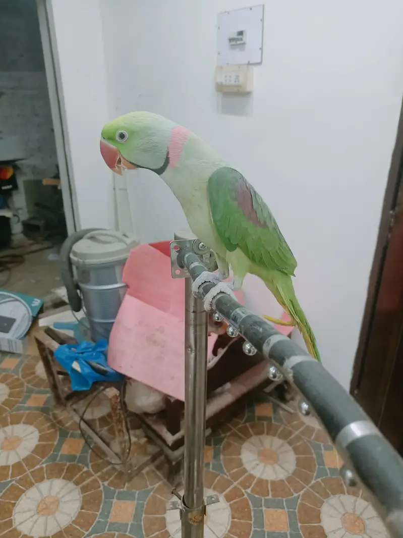 Raw Parrot Hand Tamed Male Alexandrine parrot — photo 3