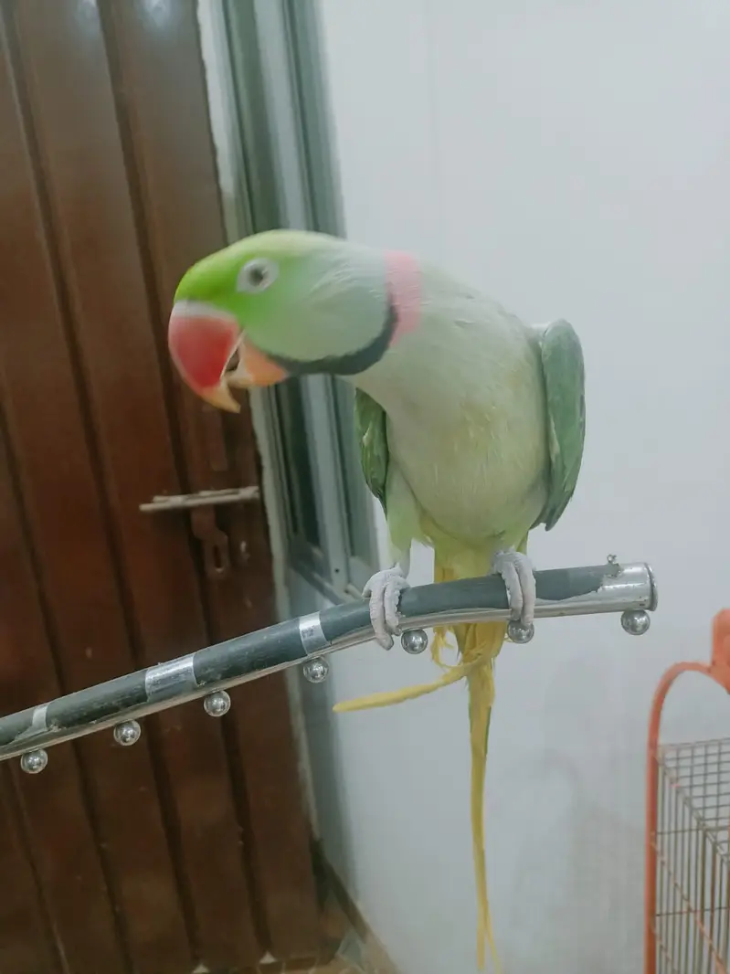 Raw Parrot Hand Tamed Male Alexandrine parrot — photo 4