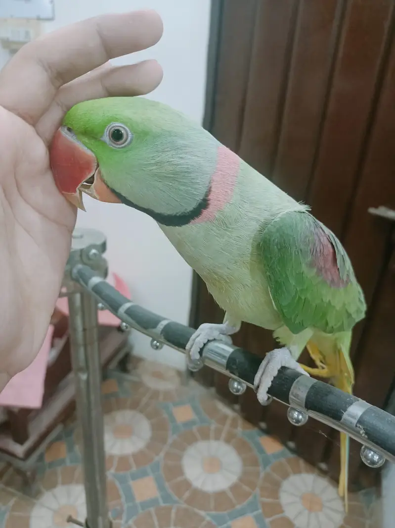 Raw Parrot Hand Tamed Male Alexandrine parrot — photo 5