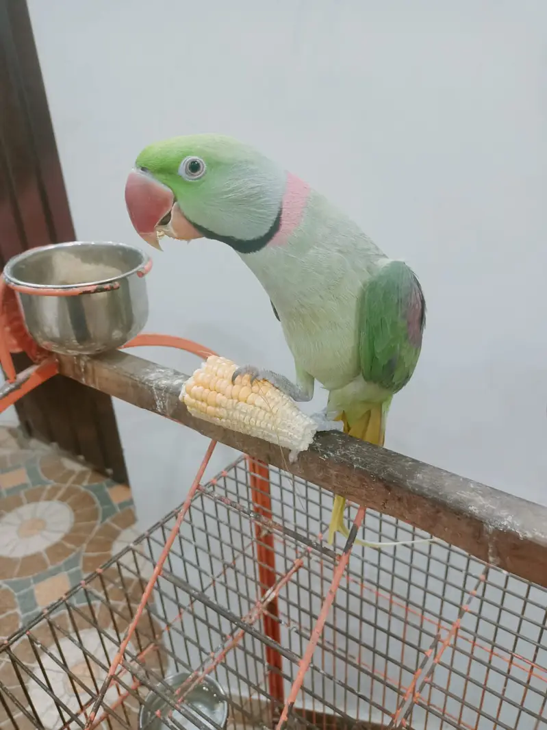 Raw Parrot Hand Tamed Male Alexandrine parrot — photo 6