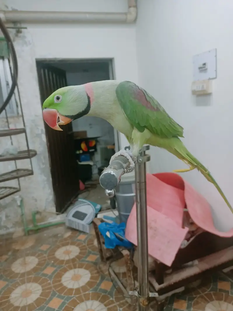 Raw Parrot Hand Tamed Male Alexandrine parrot — photo 7