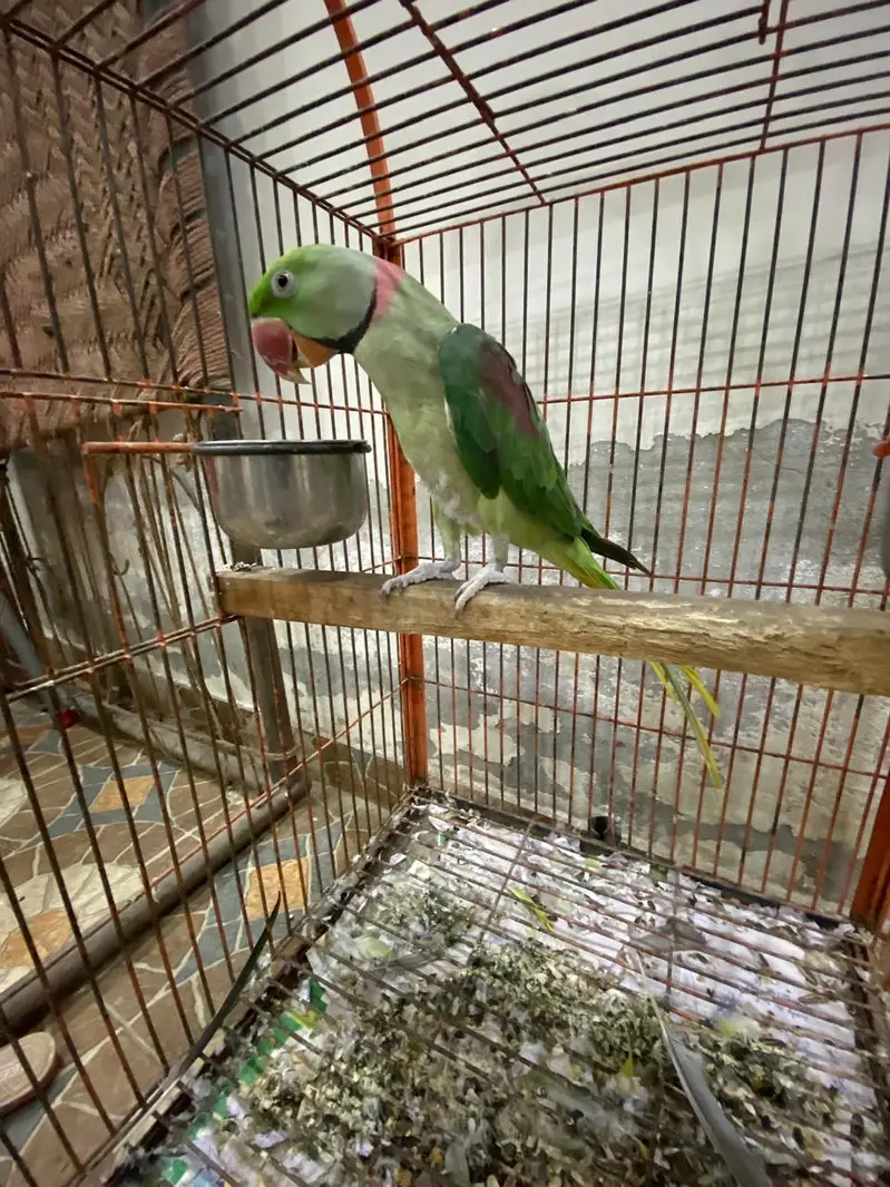 Raw Parrot Hand Tamed Male Alexandrine parrot — photo 8