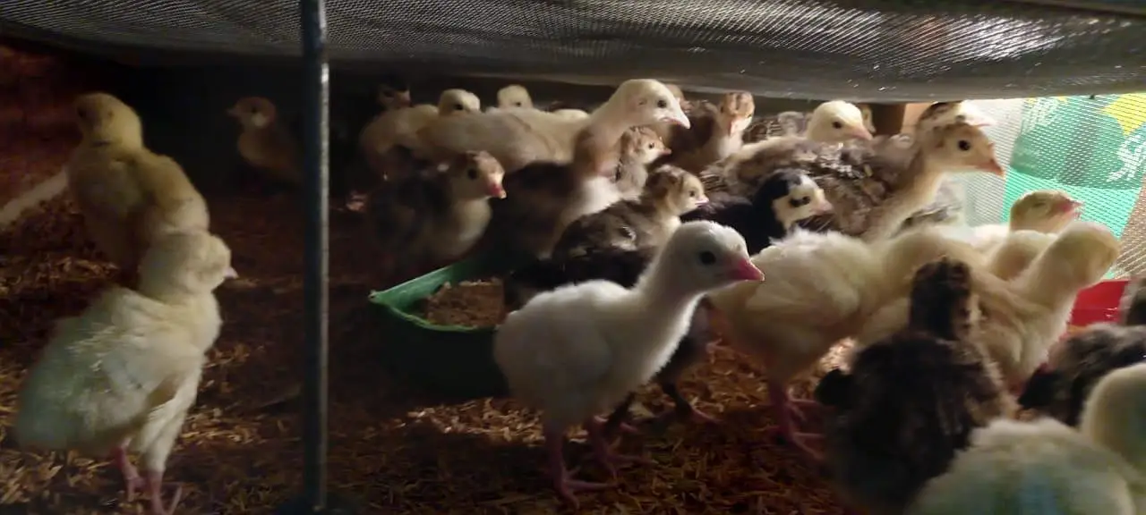 Turkey chicks — photo 2